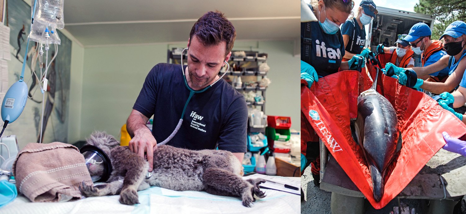 One of the most satisfying careers is helping animals